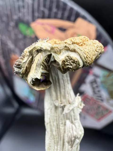J.M.F Mushroom